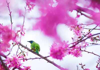 永福櫻花園