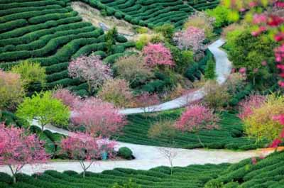 永福櫻花園