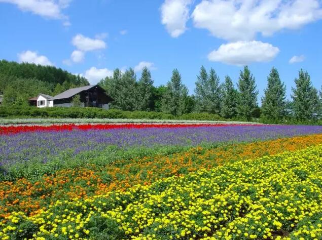 日本富田農(nóng)場